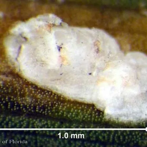 thumbnail for publication: Palmetto Scale Comstockiella sabalis Comstock